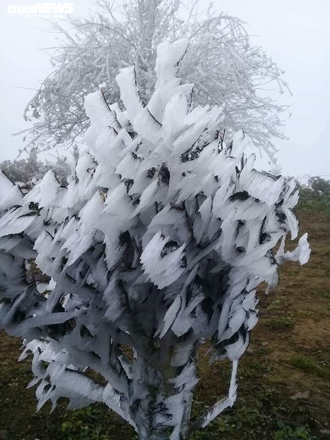 Sơn La: Rừng cây ở Tà Xùa đóng băng trắng muốt trong cái rét 3 độ C - 2