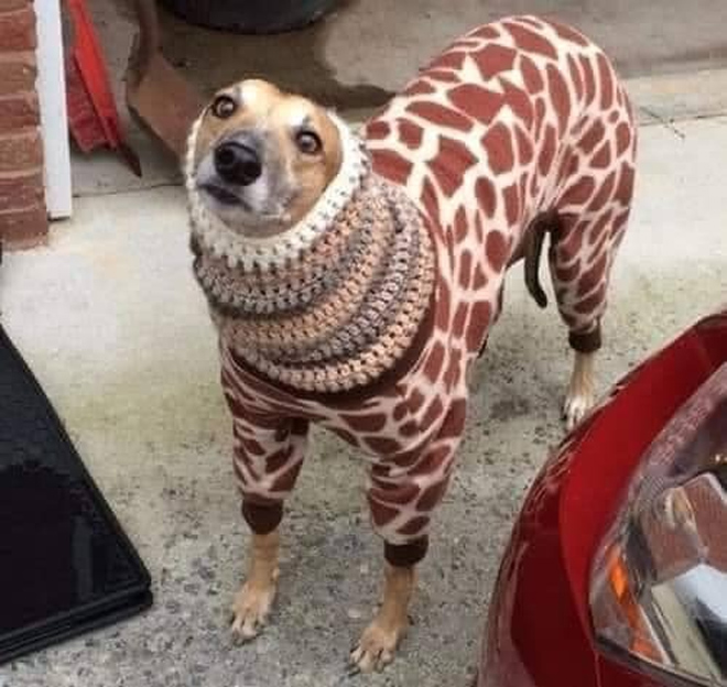 Rét đậm, chó mèo diện áo ấm 'style con nhà nghèo' khiến dân mạng cười lăn - 10