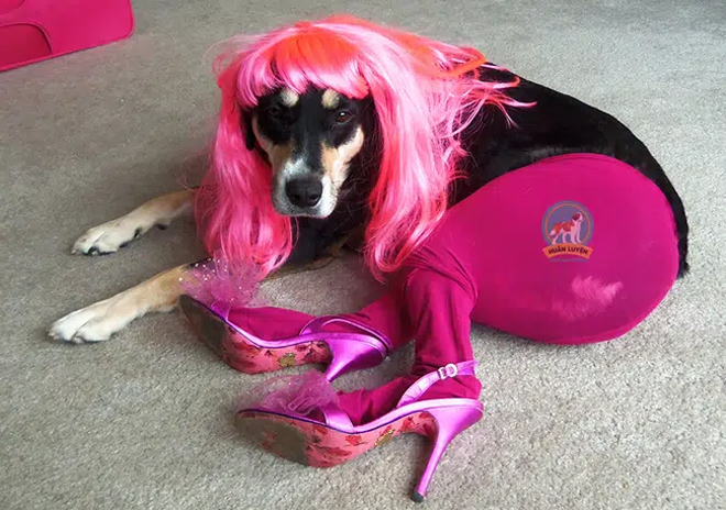 Rét đậm, chó mèo diện áo ấm 'style con nhà nghèo' khiến dân mạng cười lăn - 9