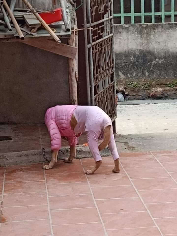 Rét đậm, chó mèo diện áo ấm 'style con nhà nghèo' khiến dân mạng cười lăn - 2