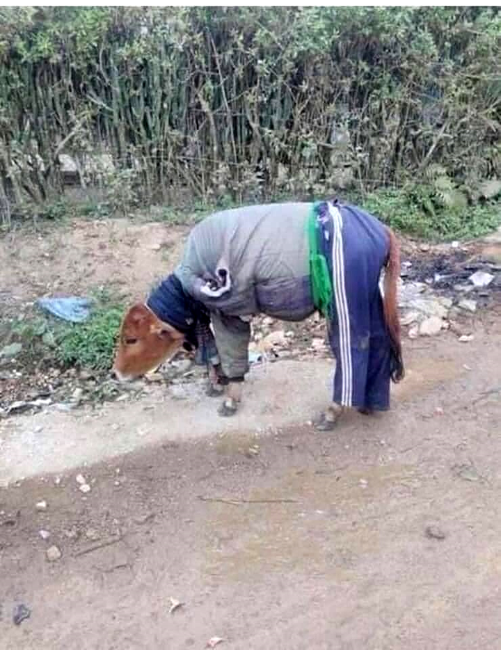 Rét đậm, chó mèo diện áo ấm 'style con nhà nghèo' khiến dân mạng cười lăn - 3