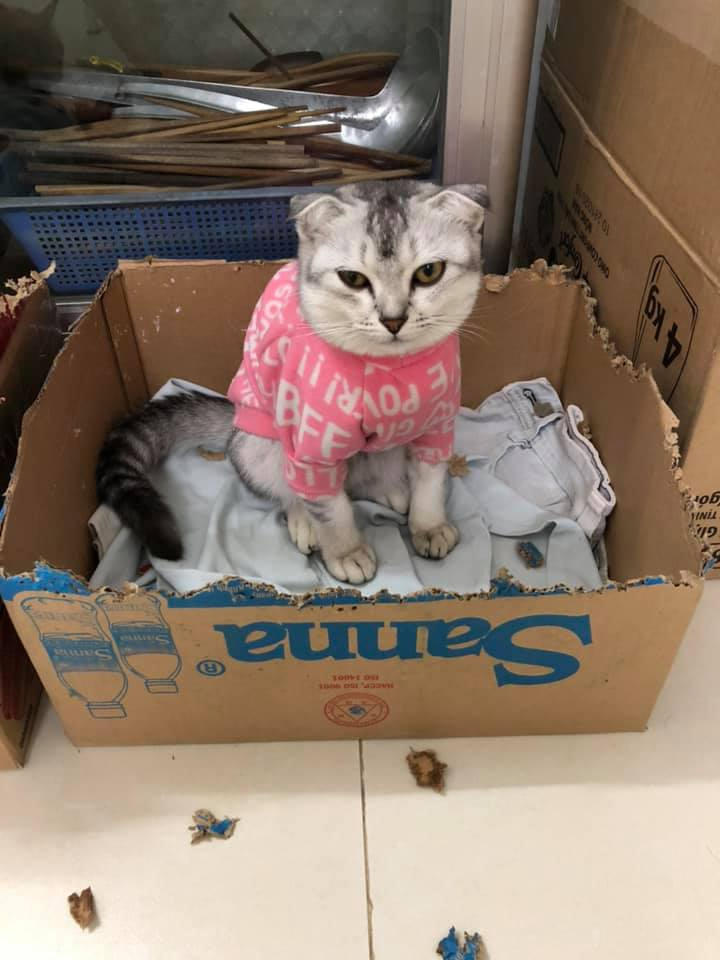 Rét đậm, chó mèo diện áo ấm 'style con nhà nghèo' khiến dân mạng cười lăn - 12