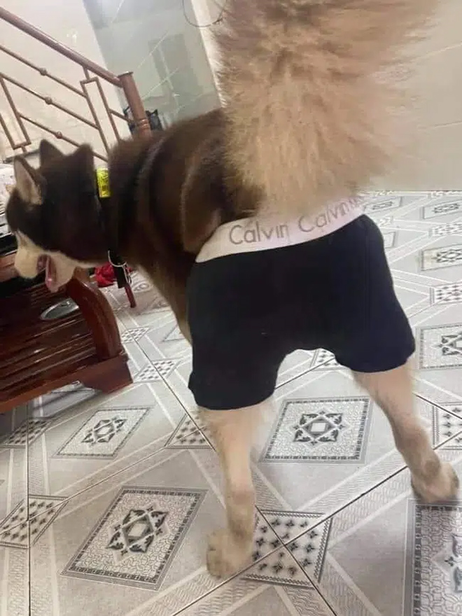 Rét đậm, chó mèo diện áo ấm 'style con nhà nghèo' khiến dân mạng cười lăn - 4