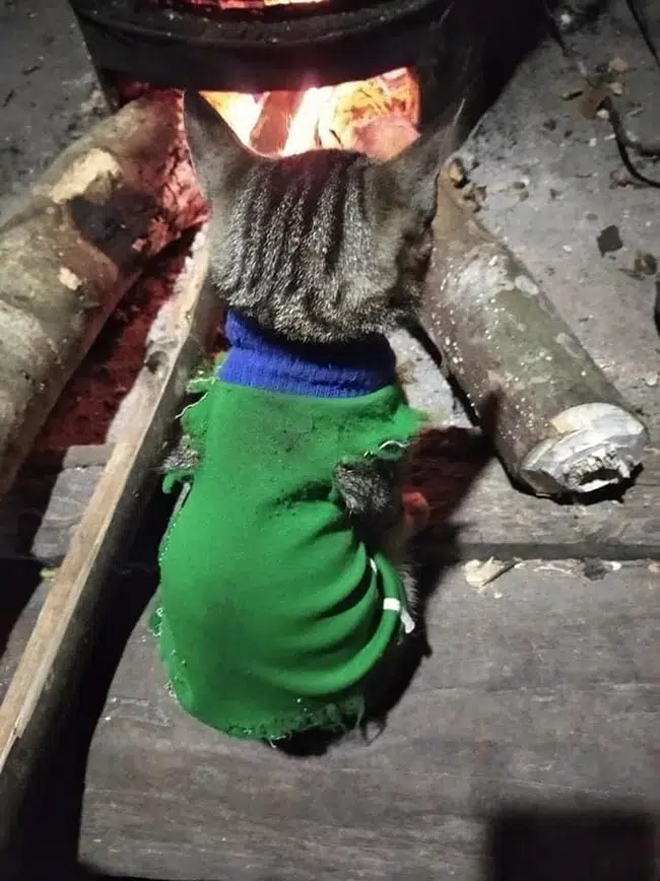 Rét đậm, chó mèo diện áo ấm 'style con nhà nghèo' khiến dân mạng cười lăn - 5