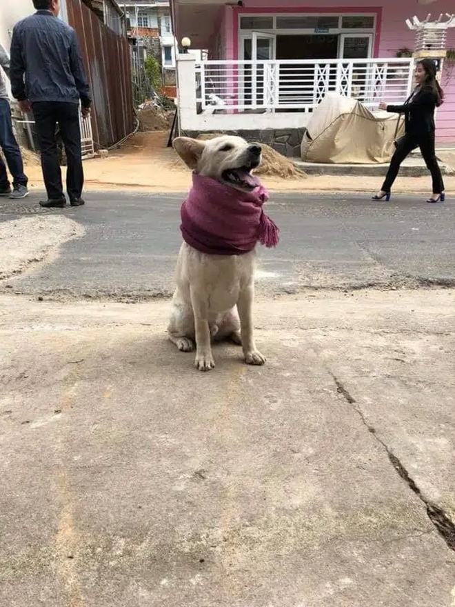 Rét đậm, chó mèo diện áo ấm 'style con nhà nghèo' khiến dân mạng cười lăn - 6