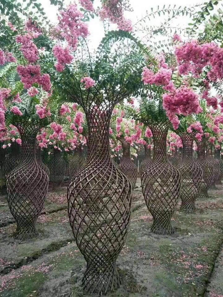 Độc đáo quýt lục bình giá hàng chục triệu đồng chơi Tết Tân Sửu - 10