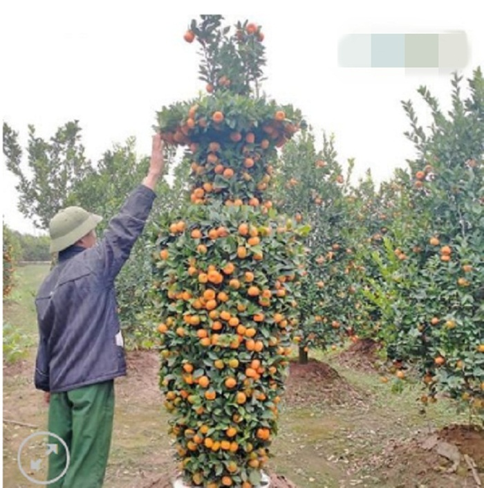 Độc đáo quýt lục bình giá hàng chục triệu đồng chơi Tết Tân Sửu - 7