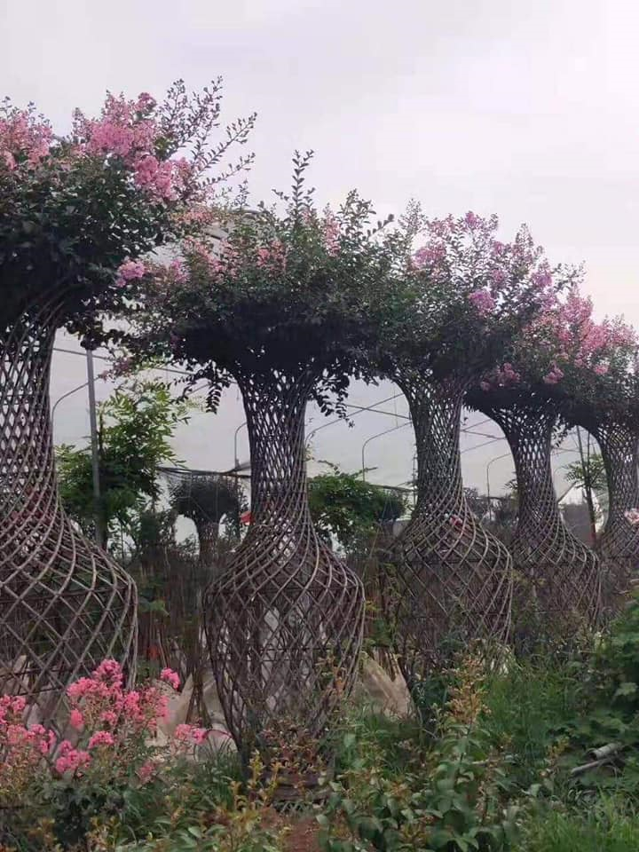 Độc đáo quýt lục bình giá hàng chục triệu đồng chơi Tết Tân Sửu - 9