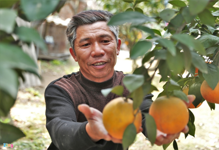 'Cháy hàng' cam Xã Đoài 80.000 đồng/quả - 11