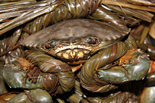 Dân mạng cười phá lên trước loạt ảnh cua biển buộc dây kín mít - 7