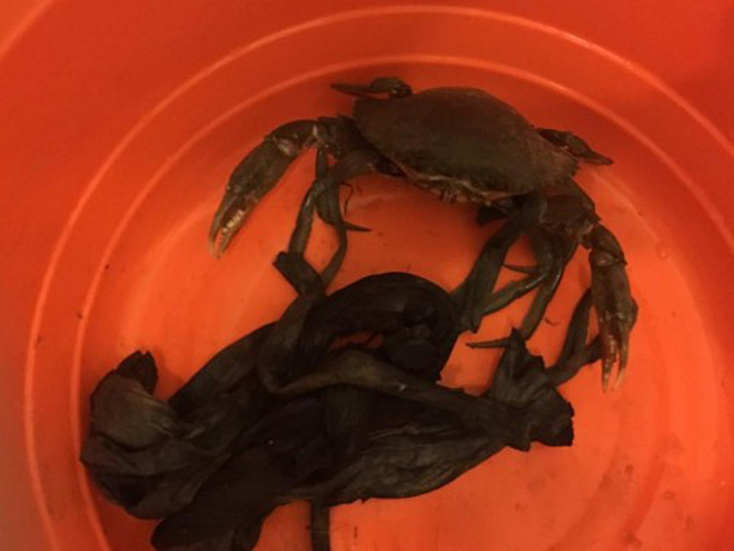 Dân mạng cười phá lên trước loạt ảnh cua biển buộc dây kín mít - 9