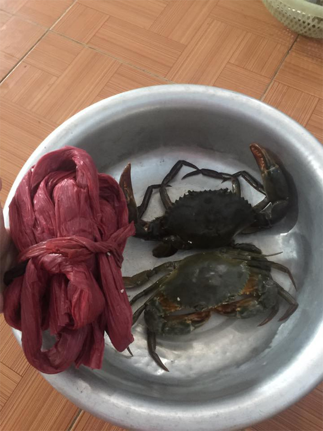 Dân mạng cười phá lên trước loạt ảnh cua biển buộc dây kín mít - 2