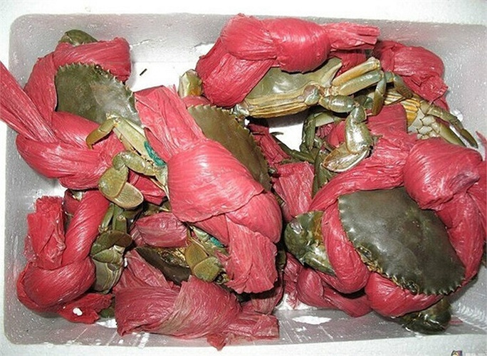 Dân mạng cười phá lên trước loạt ảnh cua biển buộc dây kín mít - 4