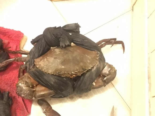 Dân mạng cười phá lên trước loạt ảnh cua biển buộc dây kín mít - 5