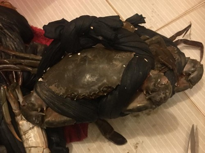 Dân mạng cười phá lên trước loạt ảnh cua biển buộc dây kín mít - 11