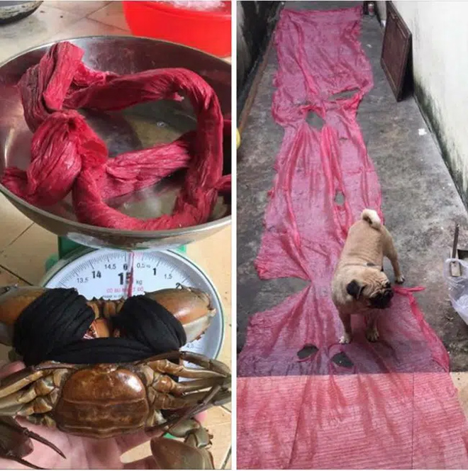 Dân mạng cười phá lên trước loạt ảnh cua biển buộc dây kín mít - 3