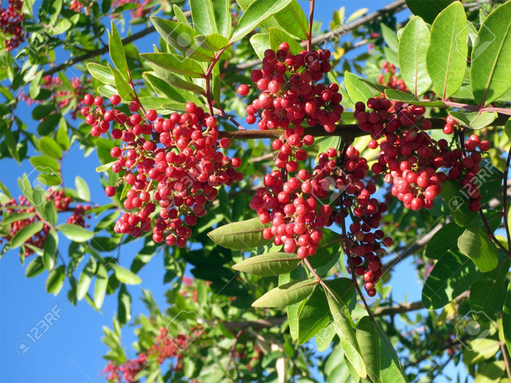 Thế nào là tiêu đen, tiêu trắng, tiêu xanh và loại nào tốt nhất? - 4