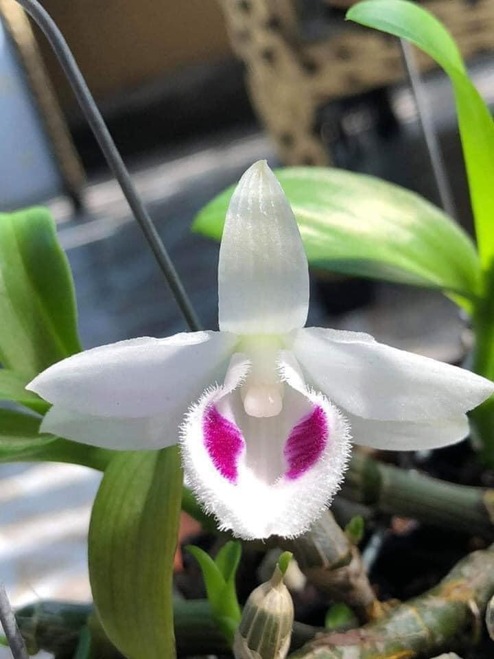 Nghệ nhân Phạm Nhật Hùng chia sẻ bí quyết trồng và chăm sóc Lan Phi Điệp - 1