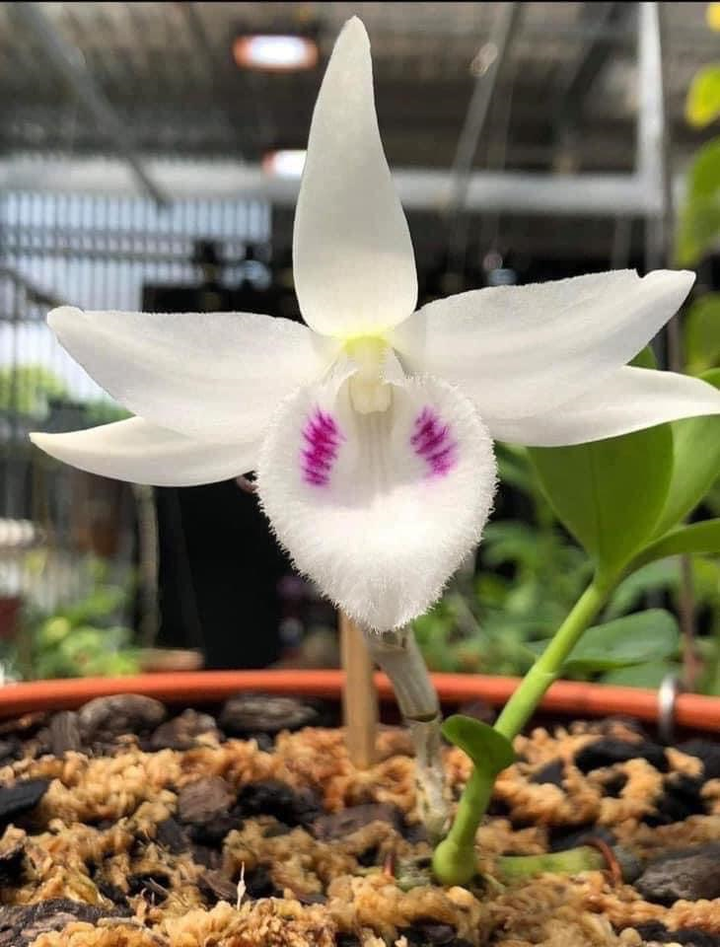 Nghệ nhân Phạm Nhật Hùng chia sẻ bí quyết trồng và chăm sóc Lan Phi Điệp - 2