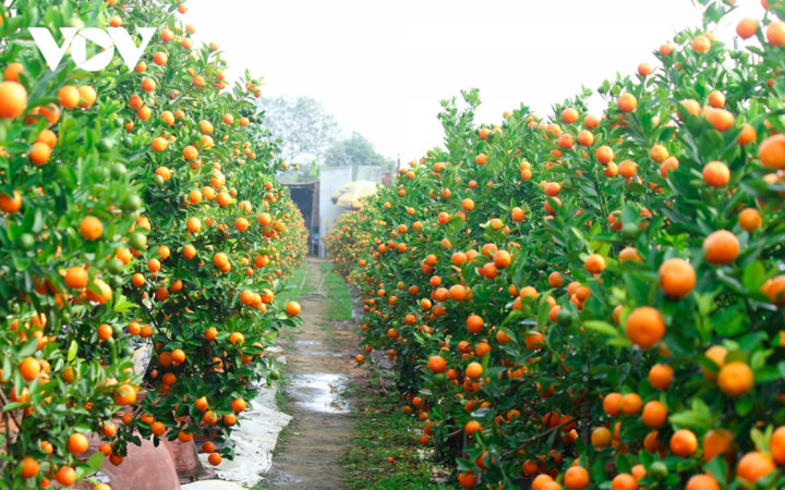 Quất Tứ Liên, Hà Nội vàng rực, hứa hẹn mùa bội thu - 1