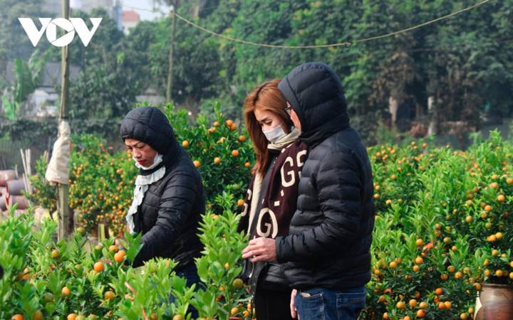 Quất Tứ Liên, Hà Nội vàng rực, hứa hẹn mùa bội thu - 11