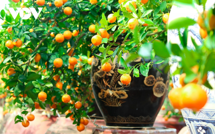 Quất Tứ Liên, Hà Nội vàng rực, hứa hẹn mùa bội thu - 14