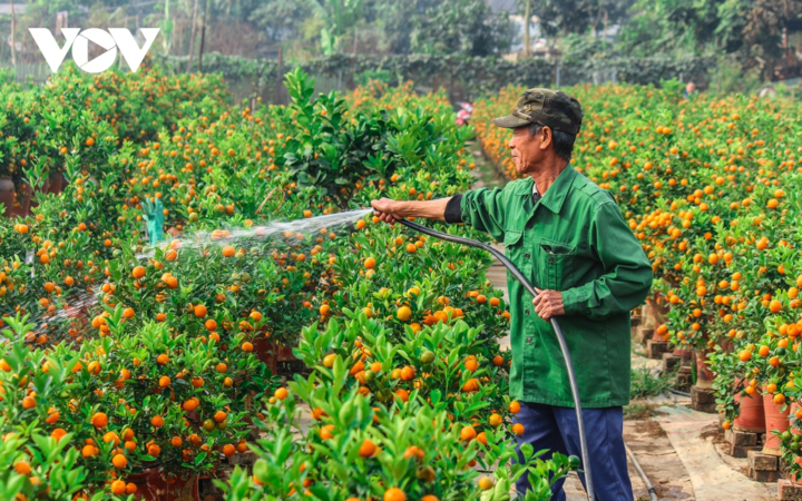 Quất Tứ Liên, Hà Nội vàng rực, hứa hẹn mùa bội thu - 3