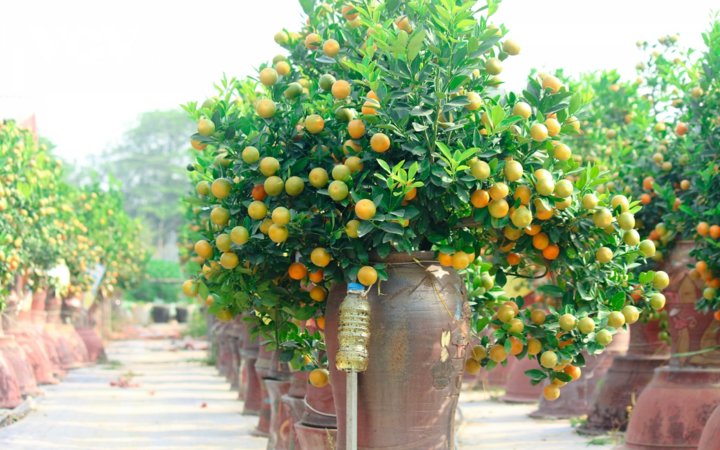 Quất Tứ Liên, Hà Nội vàng rực, hứa hẹn mùa bội thu - 5