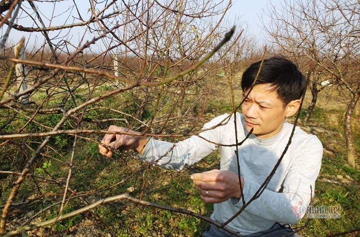 Bị cấm chặt đào rừng, thương lái đổ xô săn lùng đào phai Thanh Hóa - 1