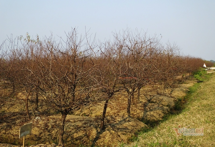 Bị cấm chặt đào rừng, thương lái đổ xô săn lùng đào phai Thanh Hóa - 2