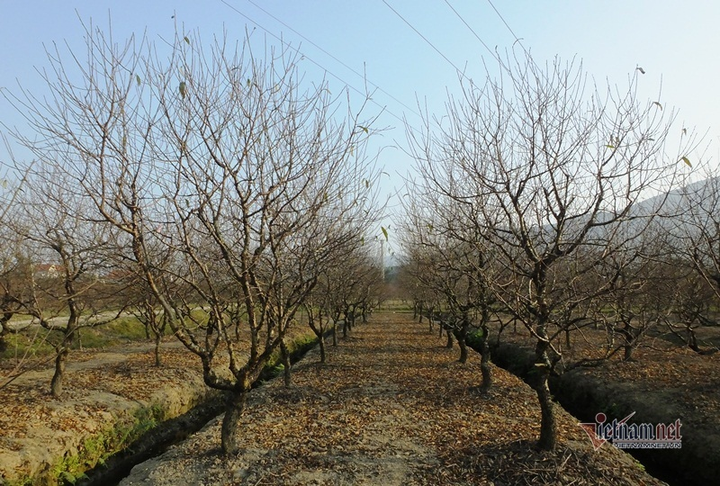 Bị cấm chặt đào rừng, thương lái đổ xô săn lùng đào phai Thanh Hóa - 3