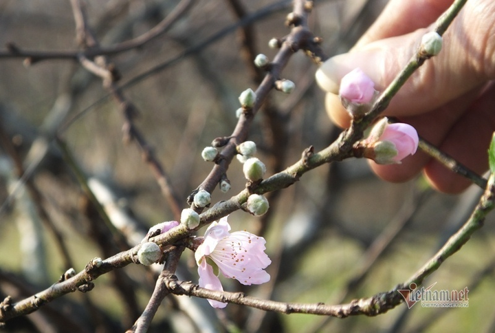 Bị cấm chặt đào rừng, thương lái đổ xô săn lùng đào phai Thanh Hóa - 4