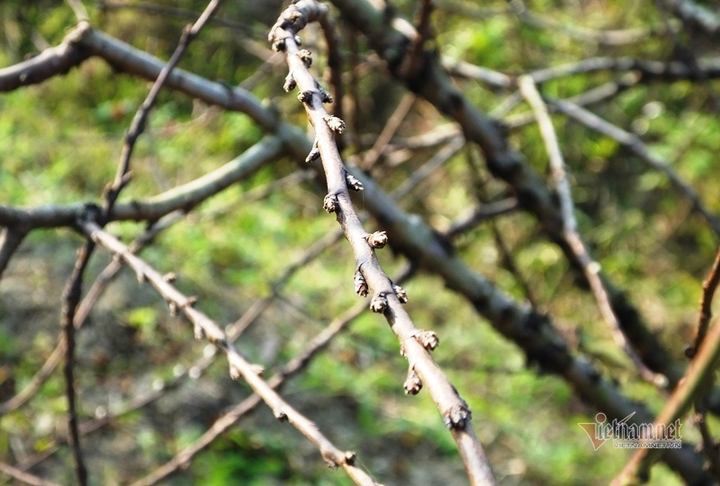 Bị cấm chặt đào rừng, thương lái đổ xô săn lùng đào phai Thanh Hóa - 5