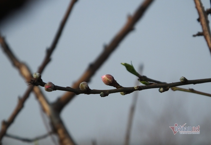 Bị cấm chặt đào rừng, thương lái đổ xô săn lùng đào phai Thanh Hóa - 6