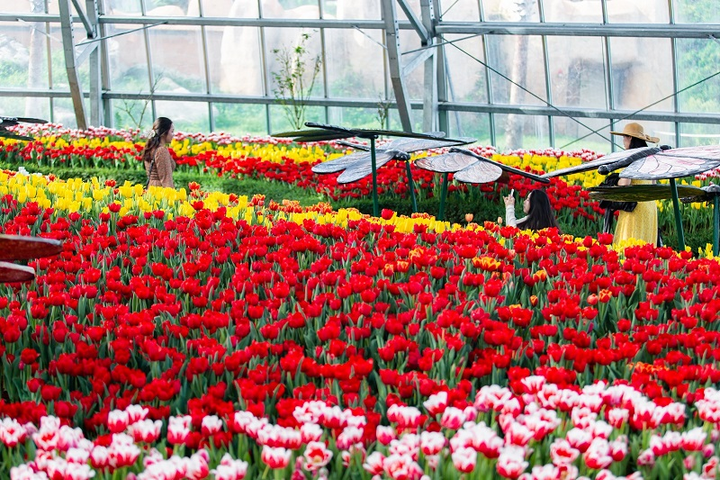 Khám phá 'mùa hoa Hà Lan' sớm nhất thế giới tại đảo nhiệt đới Hòn Tre - 1