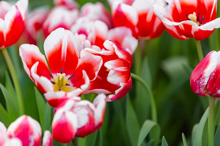 Khám phá 'mùa hoa Hà Lan' sớm nhất thế giới tại đảo nhiệt đới Hòn Tre - 2