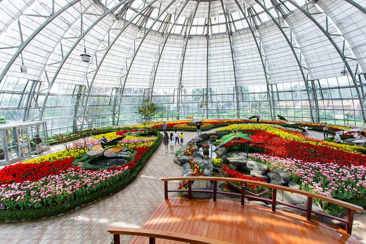 Khám phá 'mùa hoa Hà Lan' sớm nhất thế giới tại đảo nhiệt đới Hòn Tre - 3