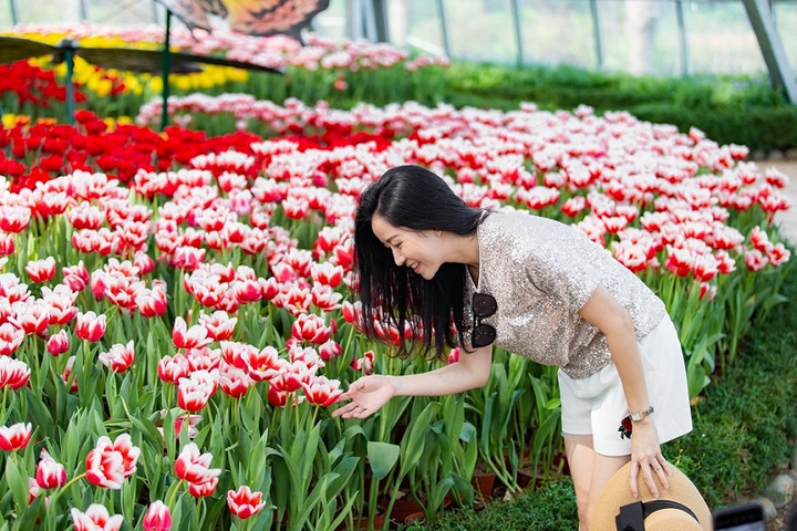 Khám phá 'mùa hoa Hà Lan' sớm nhất thế giới tại đảo nhiệt đới Hòn Tre - 4