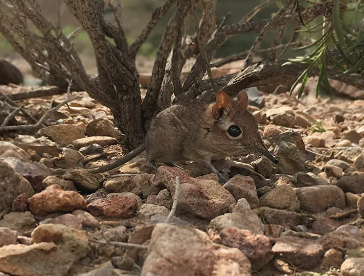 Sự trở lại của những loài động vật sau hàng chục năm 'tuyệt chủng' - 2