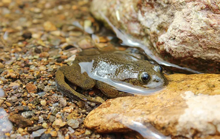 Sự trở lại của những loài động vật sau hàng chục năm 'tuyệt chủng' - 3