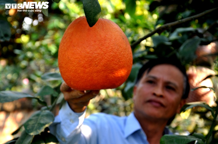 Bưởi đỏ ‘tiến vua’ giá nửa triệu đồng một cặp vẫn không có hàng bán dịp Tết - 2