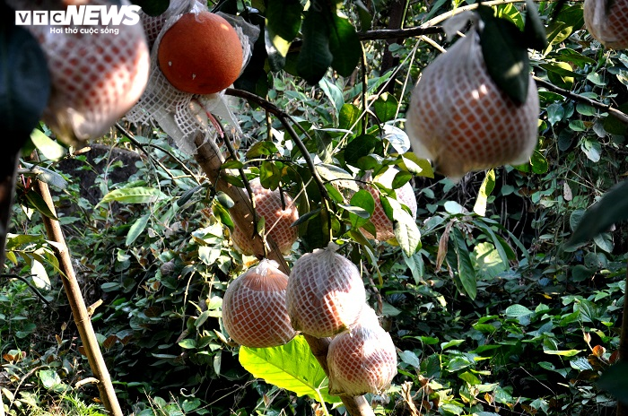 Bưởi đỏ ‘tiến vua’ giá nửa triệu đồng một cặp vẫn không có hàng bán dịp Tết - 4