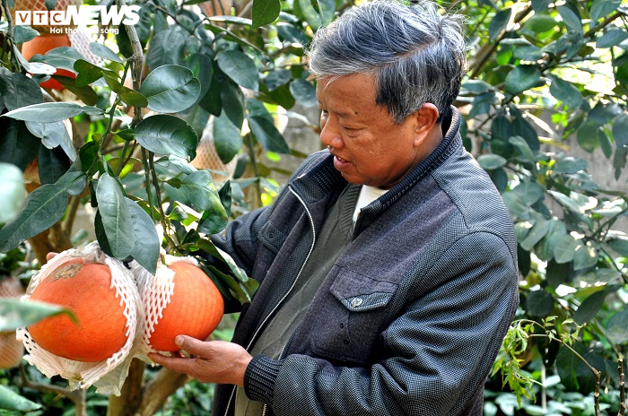 Bưởi đỏ ‘tiến vua’ giá nửa triệu đồng một cặp vẫn không có hàng bán dịp Tết - 5