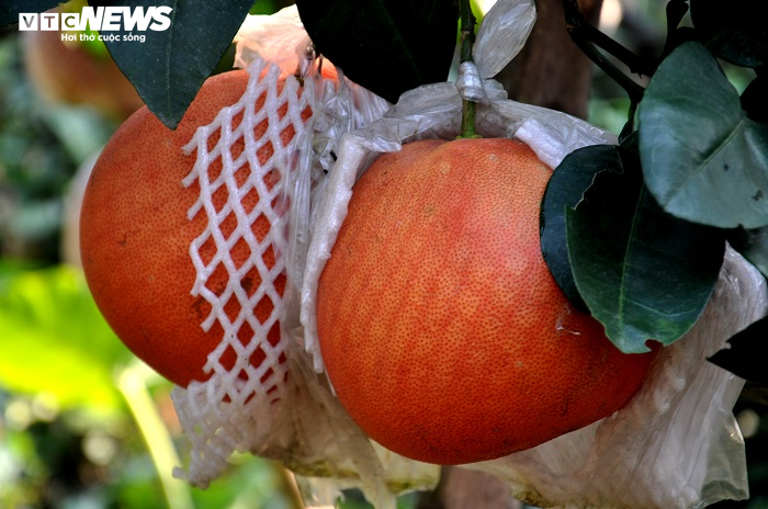 Bưởi đỏ ‘tiến vua’ giá nửa triệu đồng một cặp vẫn không có hàng bán dịp Tết - 6