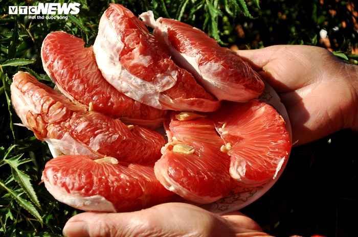 Bưởi đỏ ‘tiến vua’ giá nửa triệu đồng một cặp vẫn không có hàng bán dịp Tết - 7