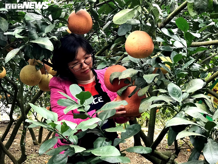 Bưởi đỏ ‘tiến vua’ giá nửa triệu đồng một cặp vẫn không có hàng bán dịp Tết - 8