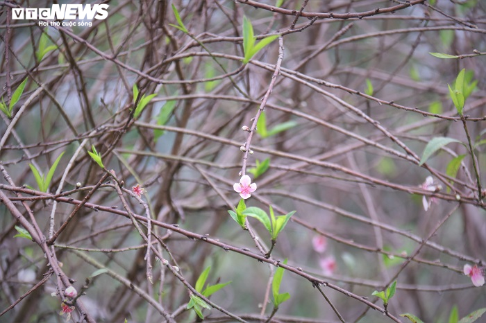 Ảnh: Dân Hà Tĩnh tất bật tuốt lá đào chuẩn bị cho Tết Tân Sửu - 4