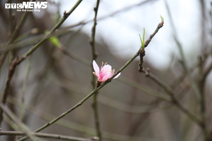 Ảnh: Dân Hà Tĩnh tất bật tuốt lá đào chuẩn bị cho Tết Tân Sửu - 6