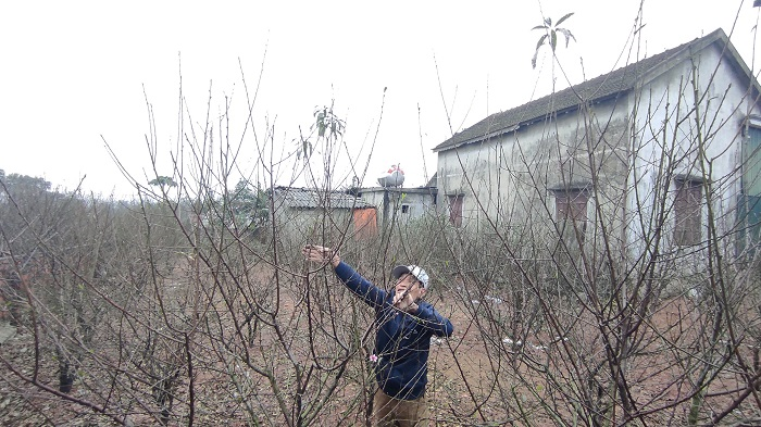 Ảnh: Dân Hà Tĩnh tất bật tuốt lá đào chuẩn bị cho Tết Tân Sửu - 2