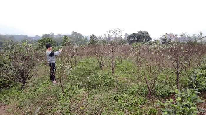 Ảnh: Dân Hà Tĩnh tất bật tuốt lá đào chuẩn bị cho Tết Tân Sửu - 7